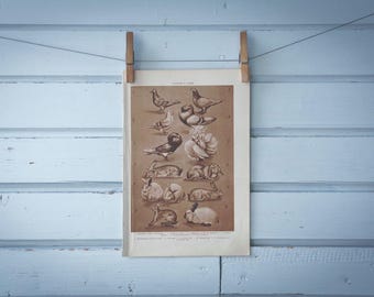 1937 Vintage Pigeons & Rabbits Illustration