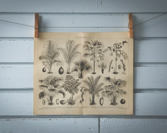 1887 Vintage Palm Tree Lithograph Illustration