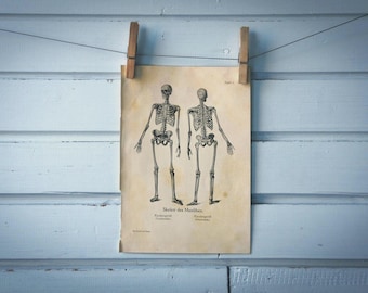 1925 Vintage Skeleton Illustration
