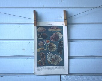 1930s Vintage Mollusks Illustration