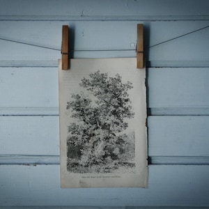 1903 Vintage Sessile Oak Illustration