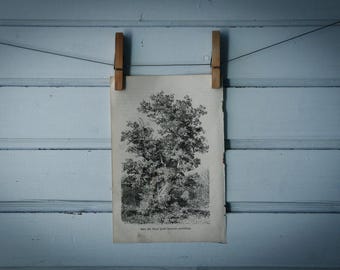 1903 Vintage Sessile Oak Illustration