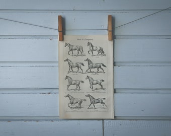 1907 Vintage Horse Gait Lithograph Illustration