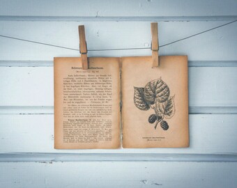 1894 Vintage Black Mulberry Lithograph Illustration