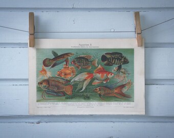 1907 Vintage Aquarium Fish Chromolithograph Illustration