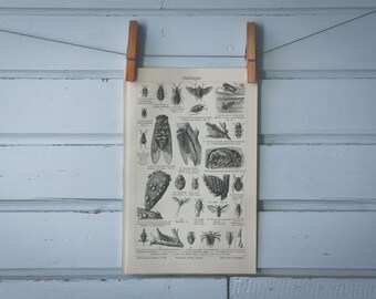 1907 Vintage Hemiptera Lithograph Illustration