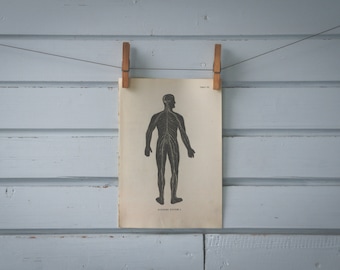 1957 Vintage Nervous System Illustration
