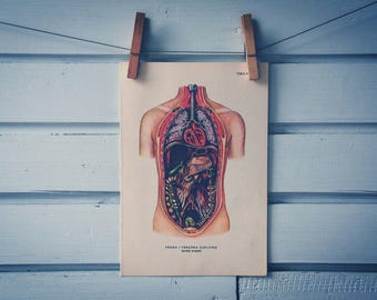 1957 Vintage Internal Organs Illustration
