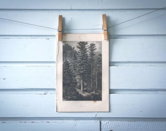 Rare find* 1871 Vintage Fir Lithograph Illustration