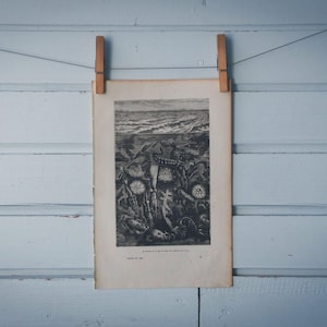 1884 Vintage Ocean Life Illustration