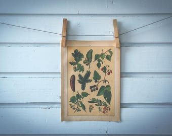 1897 Vintage Forest Plants Chromolithograph Illustration