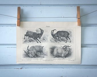1907 Vintage Goats Lithograph Illustration