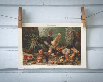 1907 Vintage Sea Anemones Chromolithograph Illustration