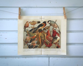 1907 Vintage Caged Birds Chromolithograph Illustration