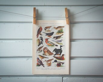 1935 Vintage Birds Illustration