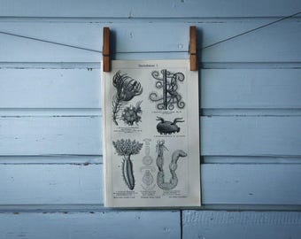1907 Vintage Echinoderms Lithograph Illustration