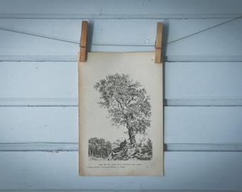 1903 Vintage Pinus Sylvestris Illustration