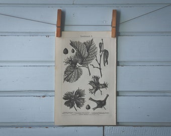 1907 Vintage Hazel Lithograph Illustration