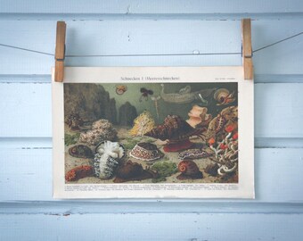1907 Vintage Sea Snails Chromolithograph Illustration