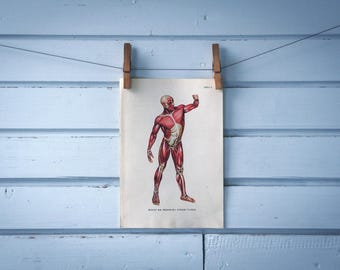 1957 Vintage Muscular System Illustration