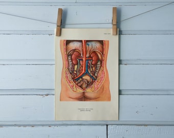 1957 Vintage Internal Organs Illustration
