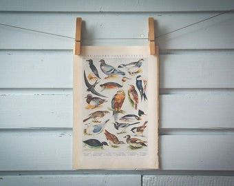 1935 Vintage Birds Illustration