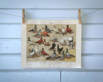1907 Vintage Pigeons Chromolithograph Illustration