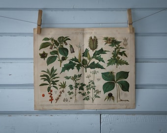 1887 Vintage Poisonous Plants Chromolithograph Illustration