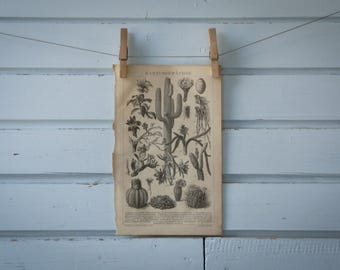 1887 Vintage Cacti Lithograph Illustration