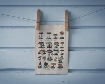 1932 Vintage Mushrooms Illustration