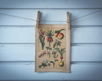 1897 Vintage Plants Chromolithograph Illustration