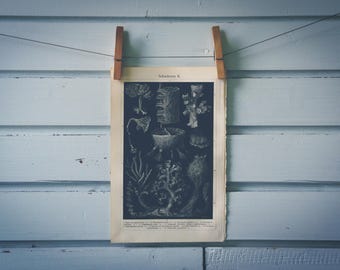 1907 Vintage Sponges Lithograph Illustration