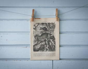 1897 Vintage Cougar Lithograph Illustration