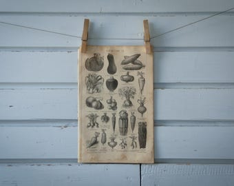 1887 Vintage Vegetables Lithograph Illustration
