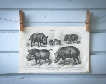 1907 Vintage Suidae Lithograph Illustration