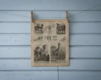 1887 Vintage Even-Toed Ungulates Lithograph Illustration