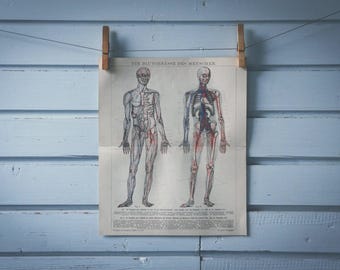 1882 Vintage Circulatory System Chromolithograph Illustration