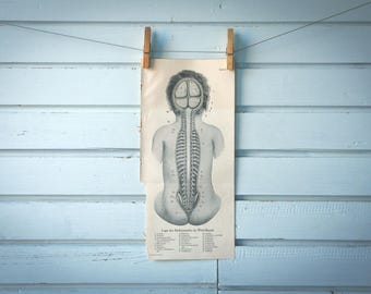 1925 Vintage Spinal Cord Illustration