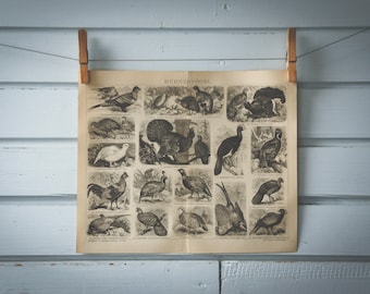 1887 Vintage Game Birds Lithograph Illustration