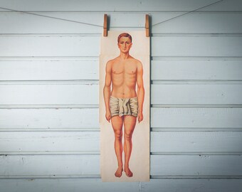 1926 Vintage Male Anatomy Illustration