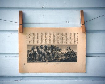 1894 Vintage Palmeral of Elche Lithograph Illustration