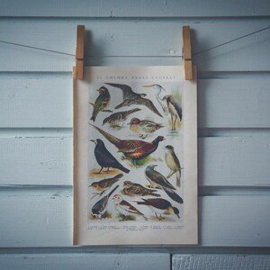 1935 Vintage Birds Illustration