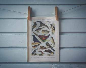 1935 Vintage Birds Illustration