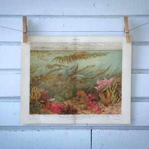 1907 Vintage Algae Chromolithograph Illustration