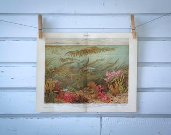 1907 Vintage Algae Chromolithograph Illustration