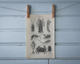 1907 Vintage Crustaceans Lithograph Illustration