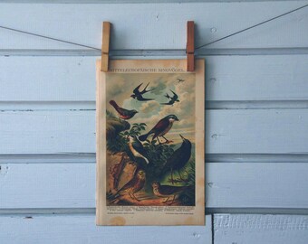 1894 Vintage Songbirds Chromolithograph Illustration