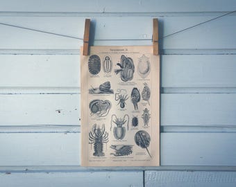 1909 Vintage Crustacean & Mollusca Lithograph Illustration