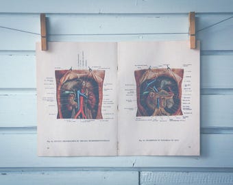 1948 Vintage Internal Organs Illustration