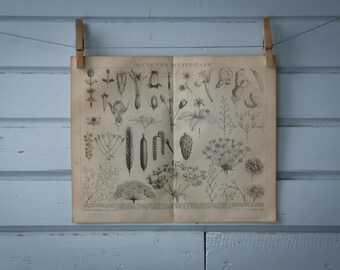 1887 Vintage Flowers & Inflorescence Lithograph Illustration